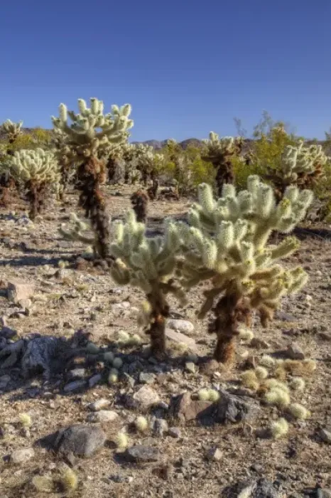 Framed Print : CA, Joshua Tree NP, Cholla Cactus Garden with Teddy bear cactus Framed Print : CA, Joshua Tree NP, Cholla Cactus Garden with Teddy bear cactus