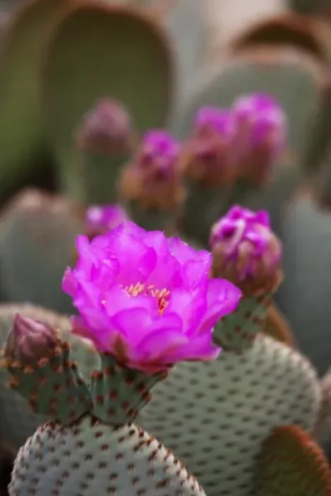 Framed Print : CA, Joshua Tree NP, flowering Beavertail cactus Framed Print : CA, Joshua Tree NP, flowering Beavertail cactus