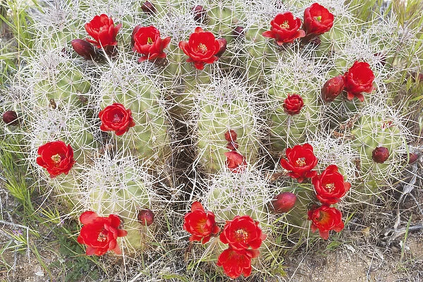 CA, Joshua Tree NP, flowering Claret cup cactus (also called Hedgehog or Mojave mound
