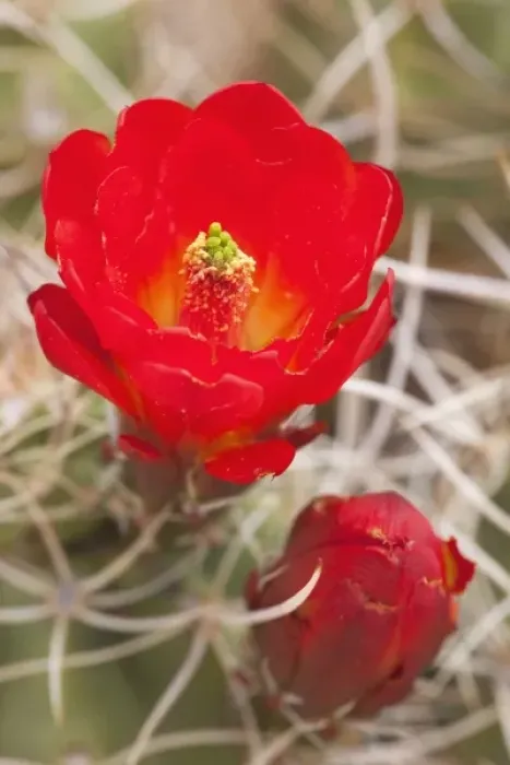 Framed Print : CA, Joshua Tree NP, flowering Claret cup cactus (also called Hedgehog or Mojave mound