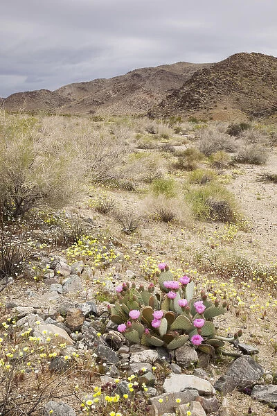 CA, Joshua Tree NP, Pinto Basin with Desert Dandelion and flowering Beavertail cactus