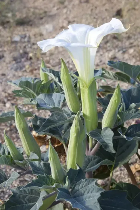 Framed Print : CA, Joshua Tree NP, Sacred Datura Framed Print : CA, Joshua Tree NP, Sacred Datura