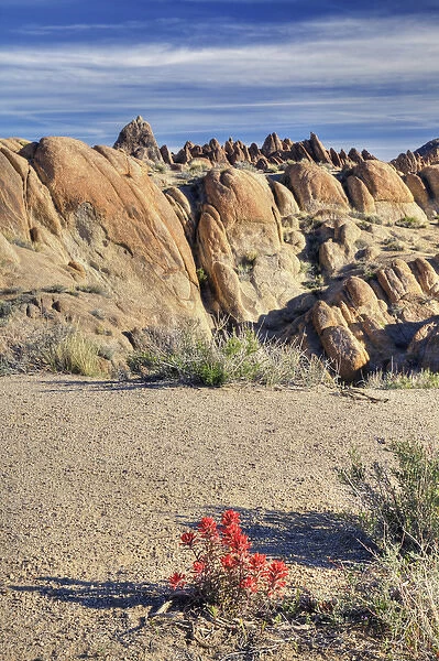 CA, Lone Pine, Alabama Hills, Desert Paintbrush and weathered granite rock formations