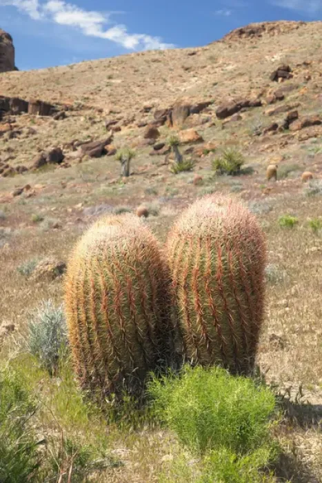 Framed Print : CA, Mojave National Preserve, barrel cactus plants along Rings Loop Trail at Hole-in-the-Wall