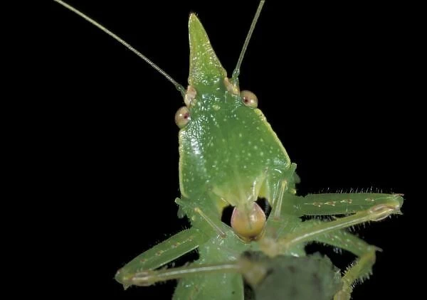 CA, Panama, Barro Colorado Island. Green katydid (family Tettigonidae)