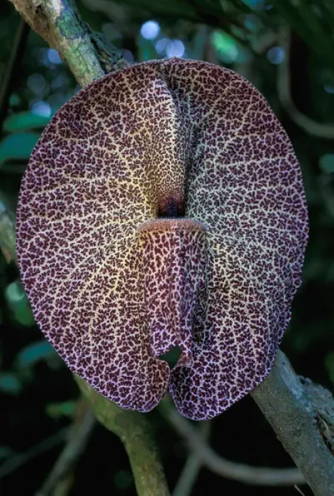Framed Print : CA, Panama, Barro Colorado Island aristolochia flower (Aristolochia sp. )