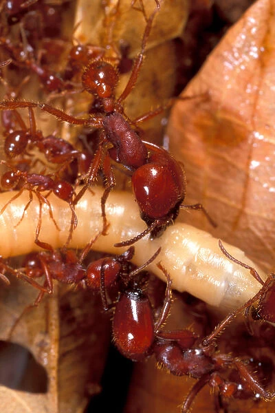 CA, Panama, Barro Colorado Island army ant attacking beetle larvae (Labidus sp. )