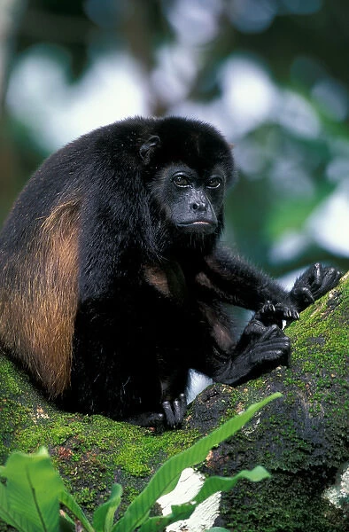 CA, Panama, Barro Colorado Island black howler monkey (Alouatta palliata)