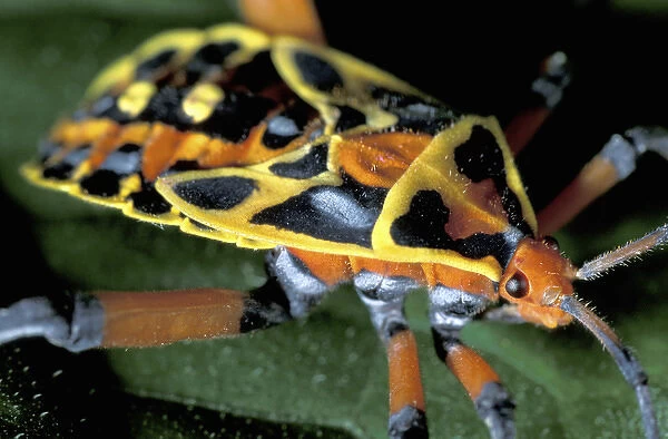 CA, Panama, Barro Colorado Island colorful plant bug