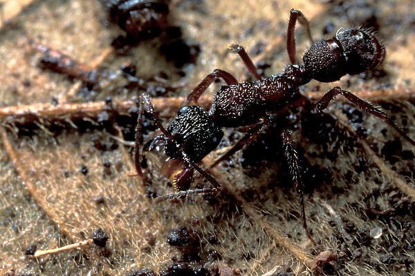CA, Panama, Barro Colorado Island Ectatomma ant drinking water (Ectatomma sp. )