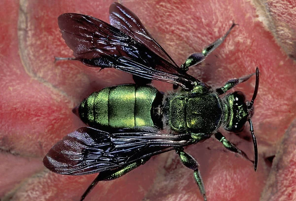 CA, Panama, Barro Colorado Island Euglossine bee (Euglossinae family)