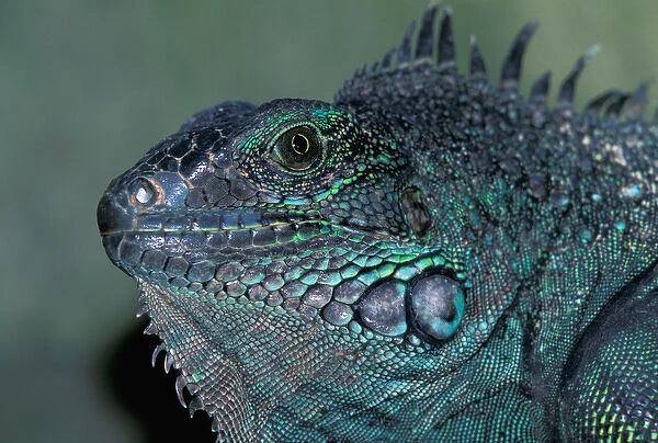 CA, Panama, Barro Colorado Island female Green Iguana portrait (Iguana iguana)