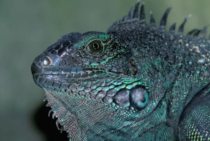 Framed Print : CA, Panama, Barro Colorado Island female Green Iguana portrait (Iguana iguana)