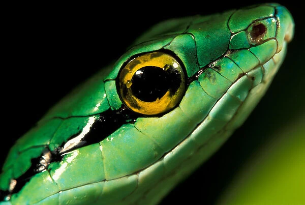 CA, Panama, Barro Colorado Island Green parrot snake portrait (Leptophis ahaetulla)