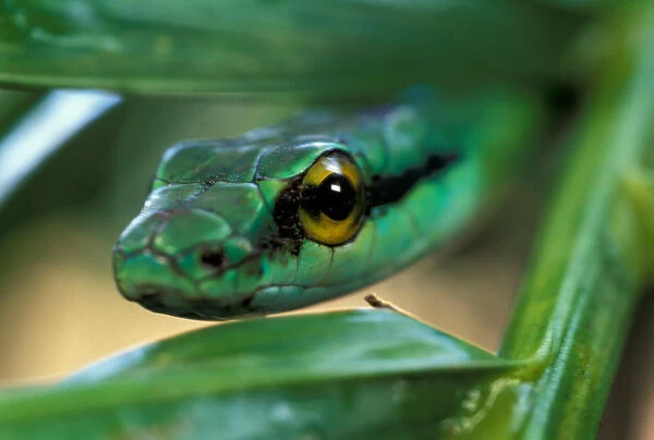 CA, Panama, Barro Colorado Island Green Parrot Snake portrait (Leptophis ahaetulla)