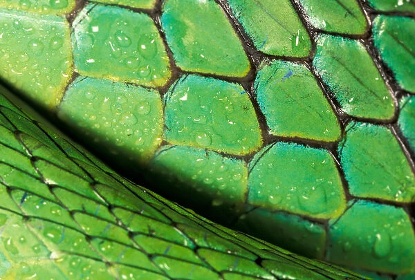 CA, Panama, Barro Colorado Island Green Parrot Snake skin detail (Leptophis ahaetulla)