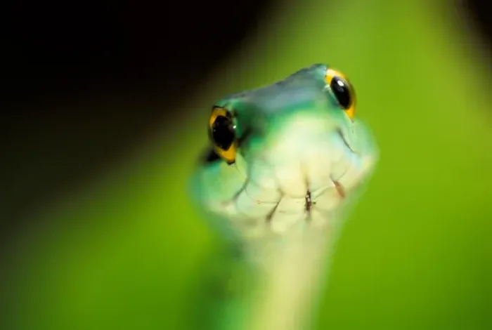 Framed Print : CA, Panama, Barro Colorado Island Green parrot snake portrait (Leptophis ahaetulla)