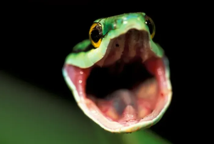 Framed Print : CA, Panama, Barro Colorado Island Green parrot snake portrait threatening display Framed Print : CA, Panama, Barro Colorado Island Green parrot snake portrait threatening display