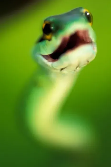 Framed Print : CA, Panama, Barro Colorado Island Green parrot snake portrait threatening display