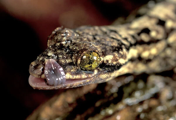 CA, Panama, Barro Colorado Island large forest gekko (Turniptailes Gekko, Thecadactylus
