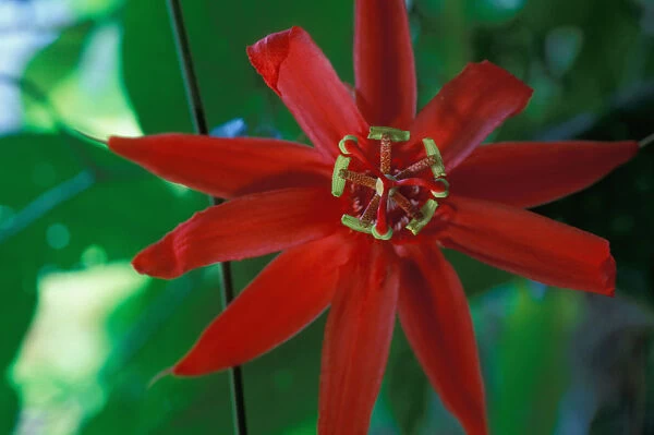 CA, Panama, Barro Colorado Island red Passioflora sp. flower