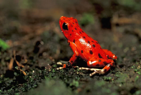 CA, Panama, Barro Colorado Island red poison dart frog from Bocas del Toro (Dendrobates