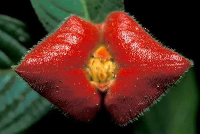 Framed Print : CA, Panama, Barro Colorado Island red rainforest flower, kissing lip (Psychotria sp. ) Framed Print : CA, Panama, Barro Colorado Island red rainforest flower, kissing lip (Psychotria sp. )