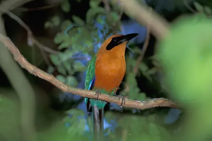 Framed Print : CA, Panama, Barro Colorado Island Roufous Motmot (Baryphthengus martii) Framed Print : CA, Panama, Barro Colorado Island Roufous Motmot (Baryphthengus martii)