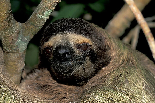CA, Panama, Barro Colorado Island three-toed sloth portrait (Bradypus variegatus)