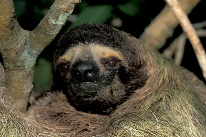 Framed Print : CA, Panama, Barro Colorado Island three-toed sloth portrait (Bradypus variegatus)