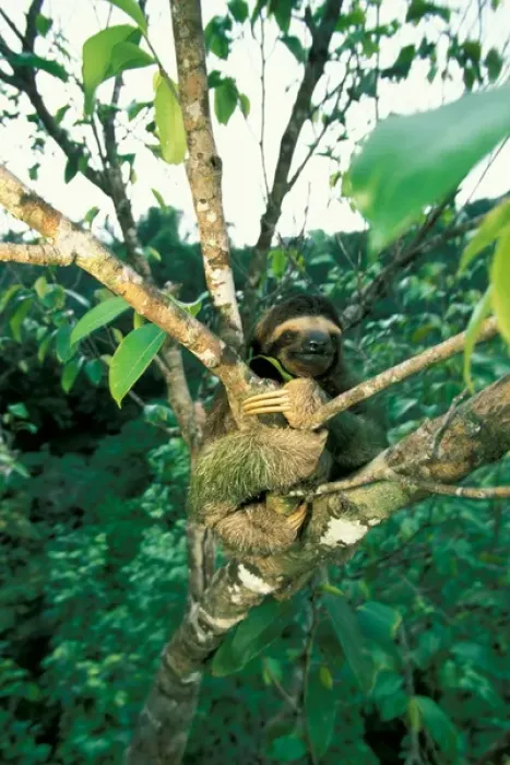 Framed Print : CA, Panama, Barro Colorado Island three-toed sloth seen in canopy (Bradypus variegatus)