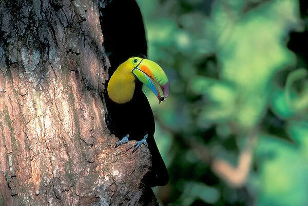 CA, Panama, Soberania NP Keel-billed Tucan in tree (Ramphastos sulfuratus brevicarinatus)