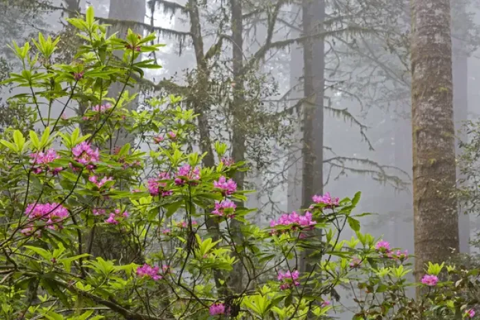 Framed Print : CA, Redwood National Park, Lady Bird Johnson Grove, redwood trees with rhododendrons Framed Print : CA, Redwood National Park, Lady Bird Johnson Grove, redwood trees with rhododendrons