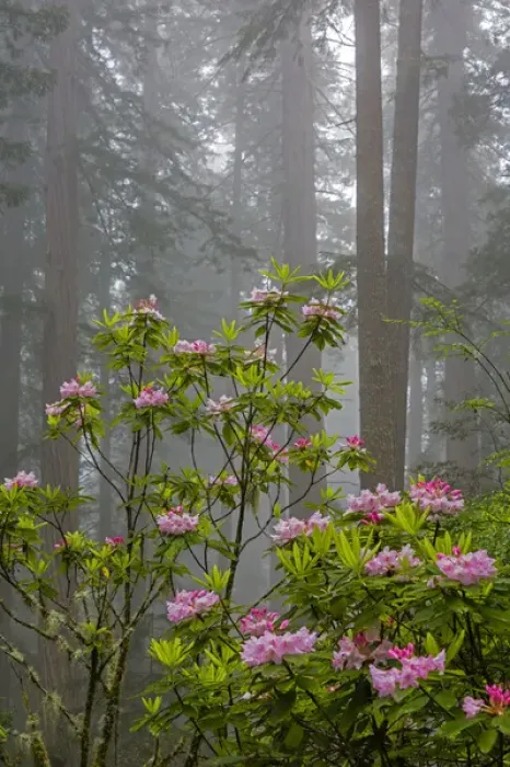Framed Print : CA, Redwood National Park, Lady Bird Johnson Grove, redwood trees with rhododendrons