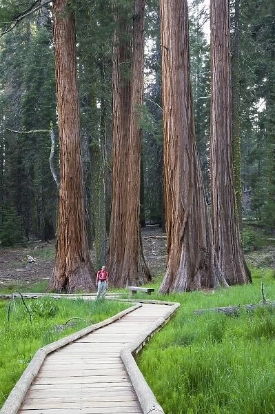 CA, Sequoia NP, Round Meadow, Big Trees Trail with giant Sequoia trees (MR)