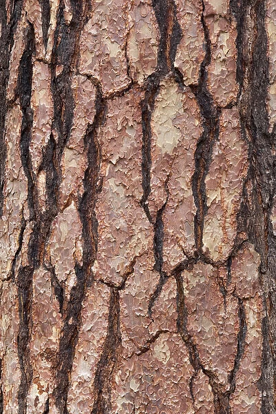 CA, Yosemite NP, bark of Ponderosa pine tree