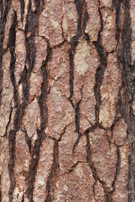 Framed Print : CA, Yosemite NP, bark of Ponderosa pine tree Framed Print : CA, Yosemite NP, bark of Ponderosa pine tree