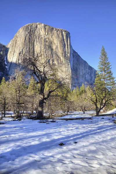 CA, Yosemite NP, El Capitan and oak tree