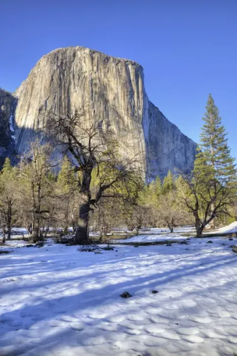 Framed Print : CA, Yosemite NP, El Capitan and oak tree Framed Print : CA, Yosemite NP, El Capitan and oak tree