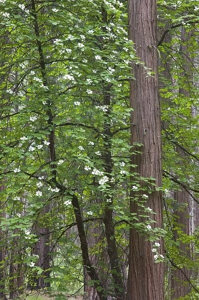 CA, Yosemite NP, Flowering dogwood tree