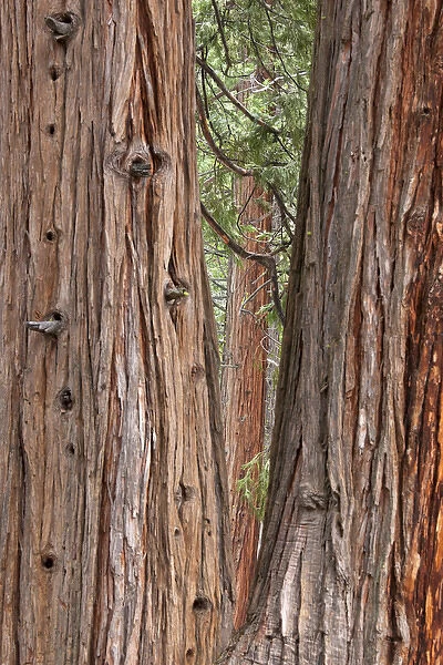 CA, Yosemite NP, Incense Cedar trees