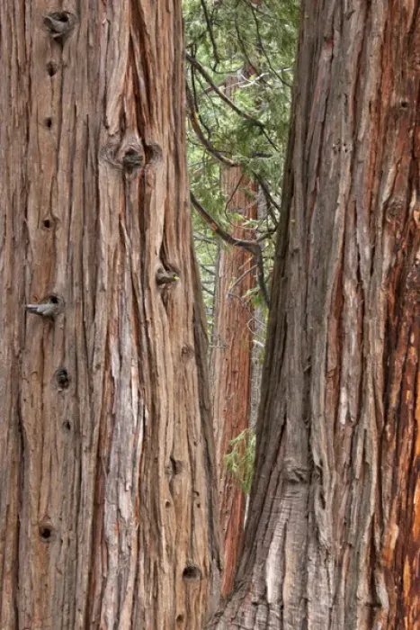 Framed Print : CA, Yosemite NP, Incense Cedar trees