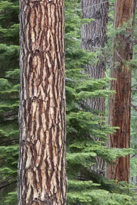 Framed Print : CA, Yosemite NP, Ponderosa pine and Incense cedar trees Framed Print : CA, Yosemite NP, Ponderosa pine and Incense cedar trees