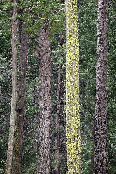 CA, Yosemite NP, Ponderosa pine trees