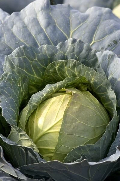 Cabbage growing on a farm in Fruitland, Idaho