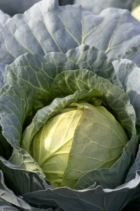 Framed Print : Cabbage growing on a farm in Fruitland, Idaho Framed Print : Cabbage growing on a farm in Fruitland, Idaho