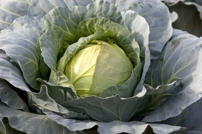 Framed Print : Cabbage growing on a farm in Fruitland, Idaho Framed Print : Cabbage growing on a farm in Fruitland, Idaho