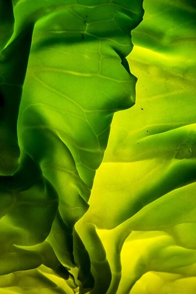 Cabbage detail showing veins. Lit from within