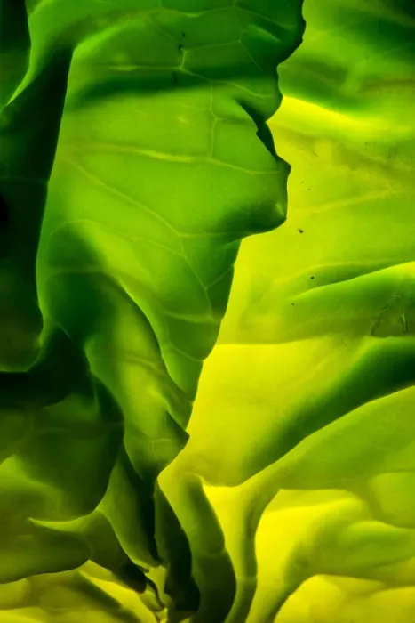 Framed Print : Cabbage detail showing veins. Lit from within Framed Print : Cabbage detail showing veins. Lit from within