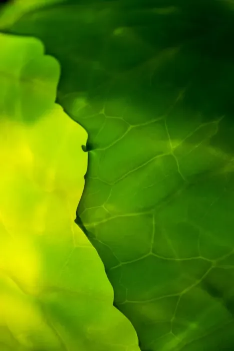 Framed Print : Cabbage detail showing veins. Lit from within Framed Print : Cabbage detail showing veins. Lit from within
